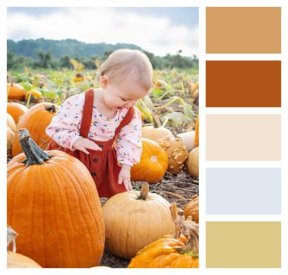 Pumpkin Picking Baby Pumpkin Patch Image